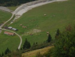2013-09-08_6Falkenh-Steinfalk (320).JPG